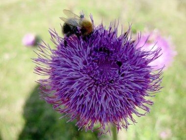thistle açılış arı