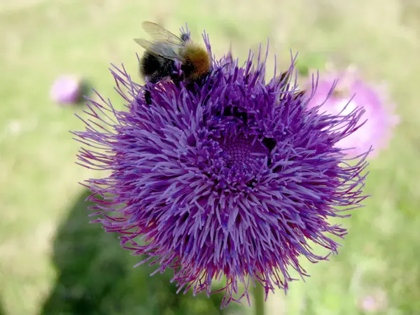 Aterrizaje de abejas en el cardo —  Fotos de Stock