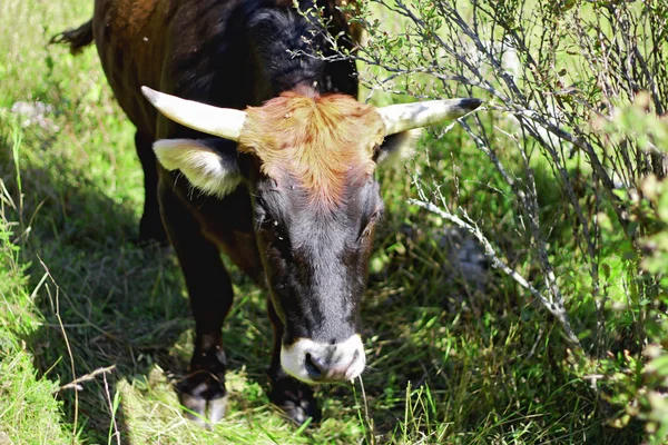 Vaca caminando en el prado de montaña — Foto de Stock