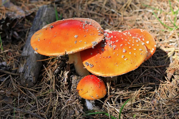 Red poisoned mushroom growing in the summer forest — Stock Photo, Image