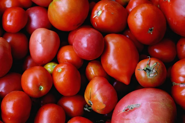 Rote Tomaten — Stockfoto