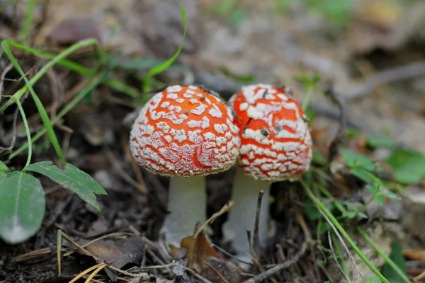 เห็ดพิษสีแดงที่เติบโตในป่าฤดูร้อน — ภาพถ่ายสต็อก