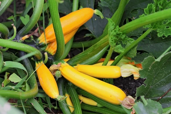 Yellow marrows growing on the bed summertime — Stock Photo, Image