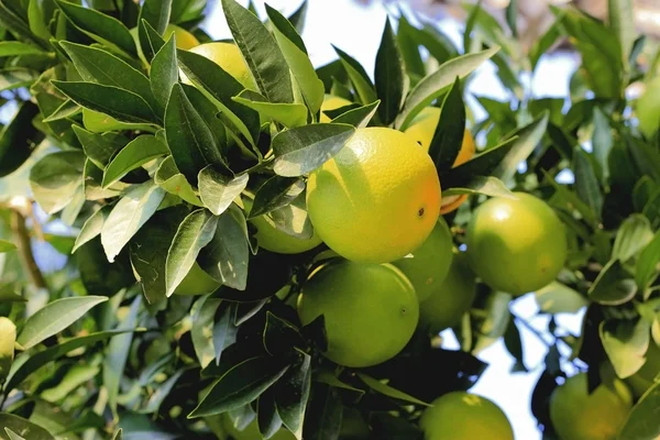 Naranjas verdes que crecen en la rama del árbol —  Fotos de Stock