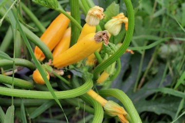 Sarı iliği yatak yaz büyüyen