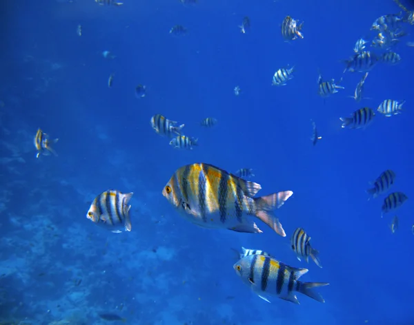 水下热带外来鱼类。红海 — 图库照片