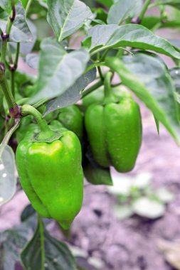 Yatağın üzerinde büyüyen yeşil tatlı biber