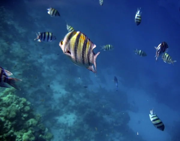 Peces tropicales exóticos bajo el agua. El Mar Rojo — Foto de Stock