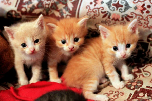 Lindos gatitos recién nacidos jugando en el sofá —  Fotos de Stock