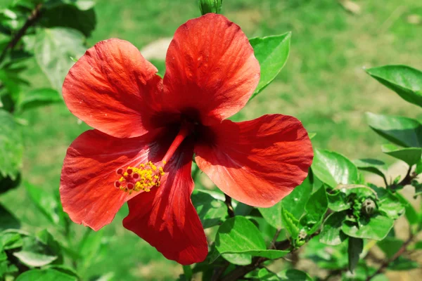 Çiçeklenme yaz sahada kırmızı ebegümeci — Stok fotoğraf
