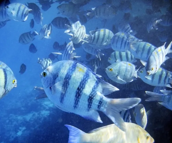 Tropikalne ryby egzotyczne pod wodą. Morze Czerwone — Zdjęcie stockowe