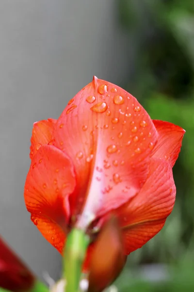 Çiçek kırmızı amarilis ve su damla yağmur sonrası — Stok fotoğraf