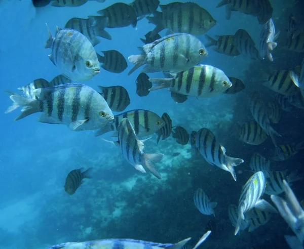Tropikalne ryby egzotyczne pod wodą. Morze Czerwone — Zdjęcie stockowe