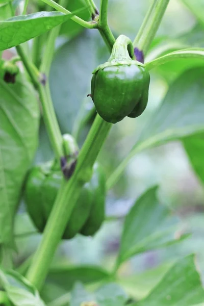 Green sweet pepper growing on the bed Stock Photo