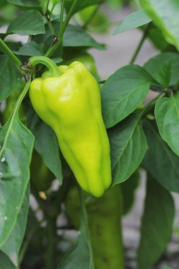 Yatağın üzerinde büyüyen yeşil tatlı biber