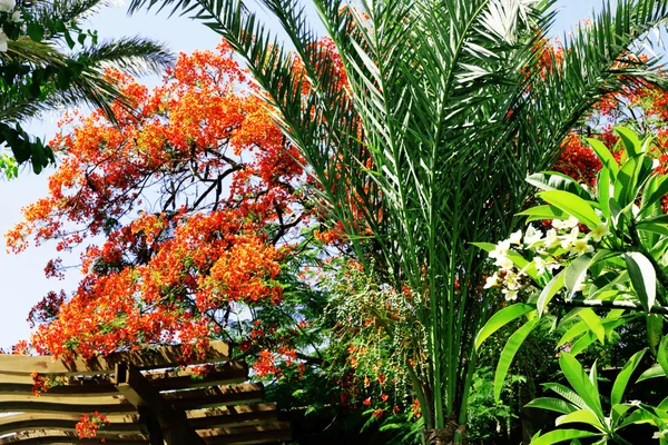 Plantas exóticas tropicais contra o céu azul — Fotografia de Stock