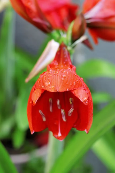 Blooming røde amarilier og vanndråper etter regn – stockfoto