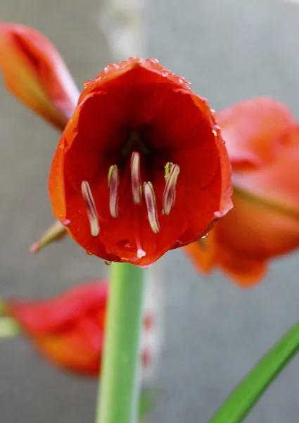 Blooming røde amarilier og vanndråper etter regn – stockfoto