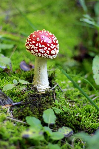 Fungo avvelenato rosso che cresce nella foresta estiva — Foto Stock