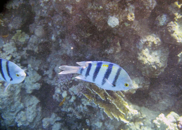 Peixes exóticos tropicais debaixo de água. O Mar Vermelho — Fotografia de Stock