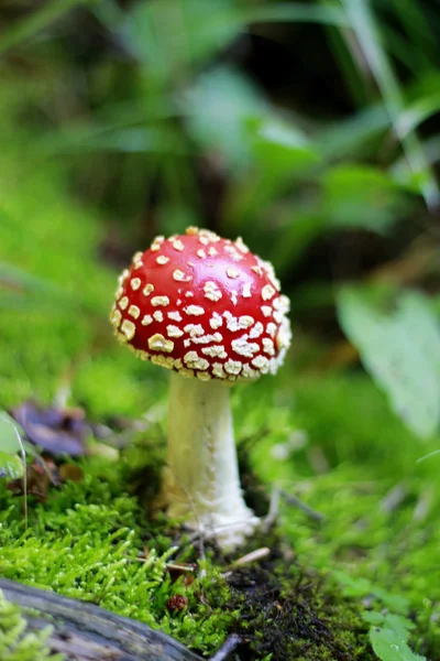 Fungo avvelenato rosso che cresce nella foresta estiva — Foto Stock