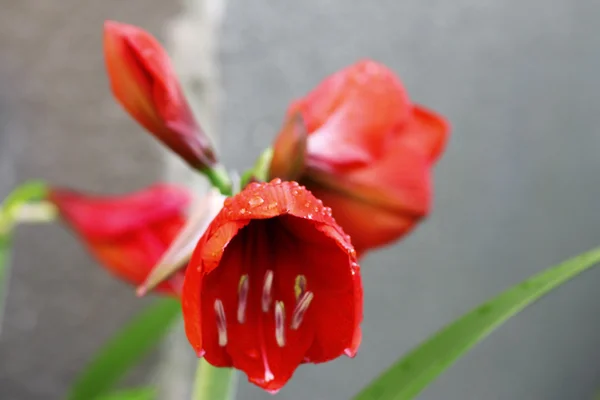 Blooming røde amarilier og vanndråper etter regn – stockfoto