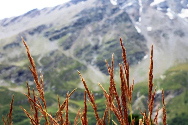 Uši žluté trávy rostoucí na louce — Stock fotografie