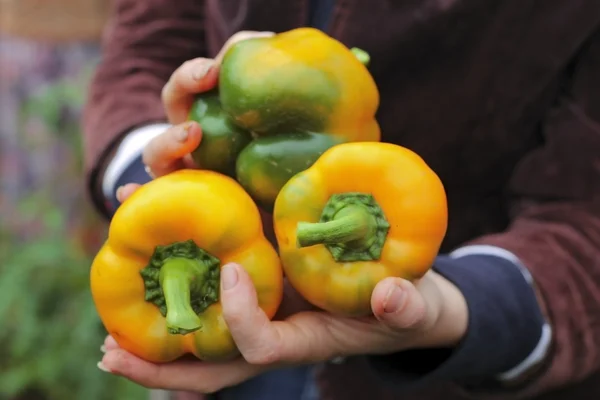 Gul paprika handpåläggning kvinna huvuden — Stockfoto