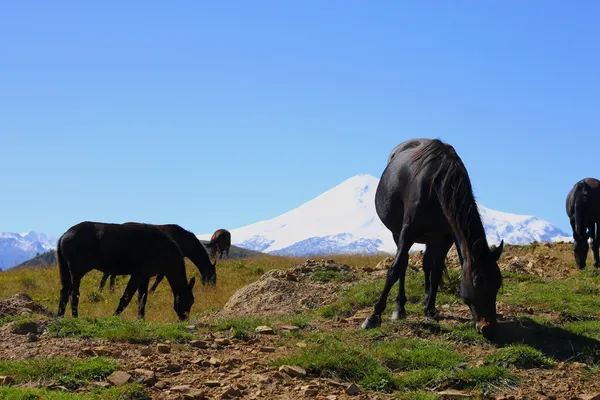 Лошади на летнем осеннем кавказском лугу — стоковое фото