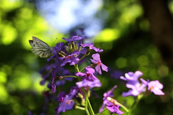 夏の草原の青い花蝶します。 — ストック写真