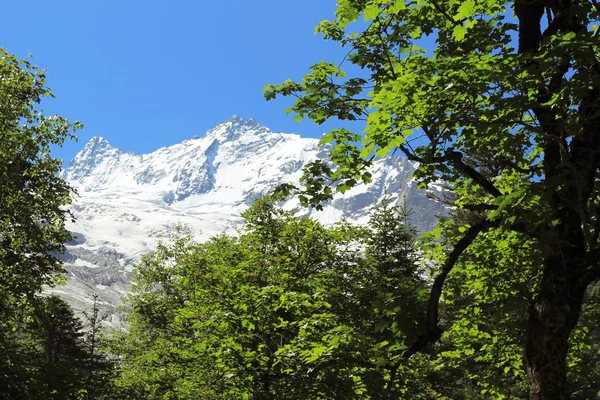 Montagnes de caucase enneigées et forêt verte sous — Photo