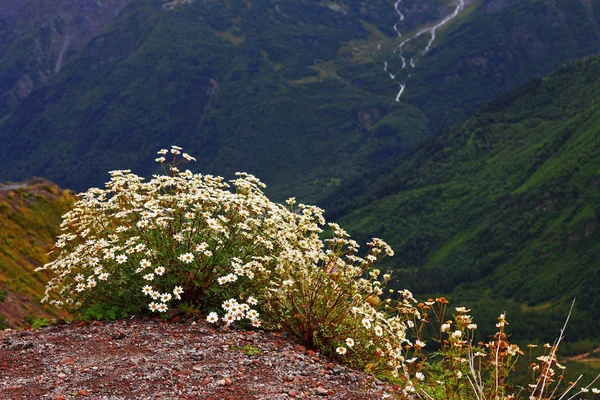 Paisagem montanhosa do Cáucaso e arbusto de camomila — Fotografia de Stock