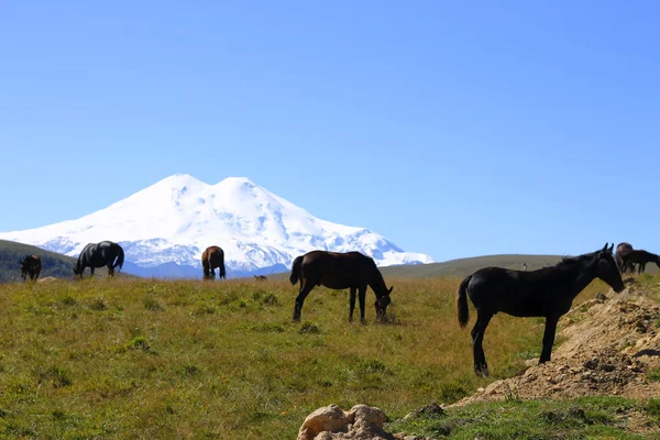 Лошади на летнем осеннем кавказском лугу — стоковое фото