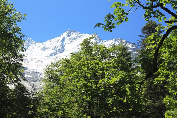 Zasněžený Kavkaz hory a zelený Les pod — Stock fotografie