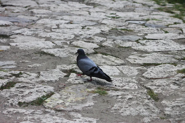 Серый голубь идет по каменной дороге — стоковое фото