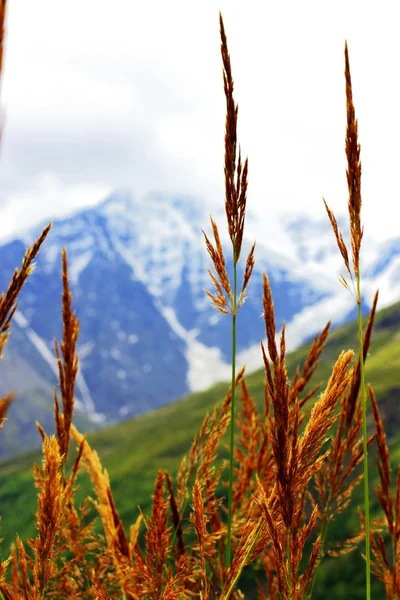 Oreilles d'herbe jaune poussant sur la prairie — Photo