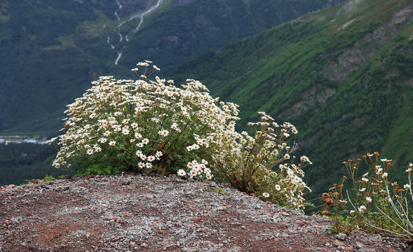 Kafkas dağ manzarası ve bush camomiles — Stok fotoğraf