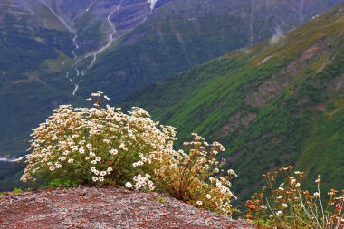 Kafkas dağ manzarası ve bush camomiles