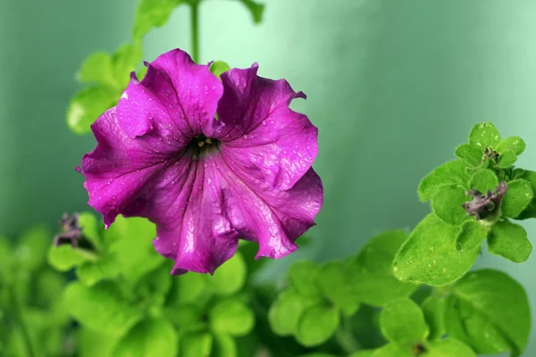 Petunia viola che fiorisce sotto gocce e foglie verdi — Foto Stock