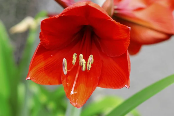 Blooming røde amarilier og vanndråper etter regn – stockfoto