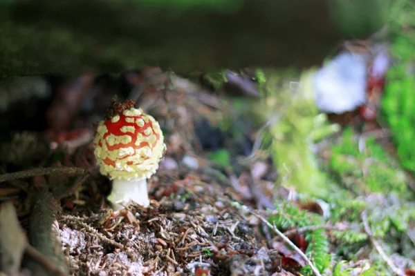 Rode vergiftigde paddenstoel groeit in het zomerwoud — Stockfoto