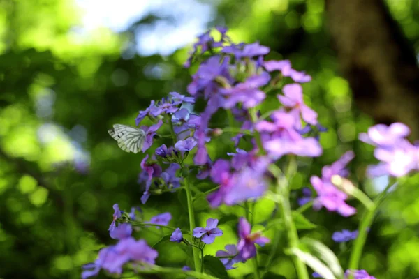 Fjäril på den blå blomman på sommaren ängen — Stockfoto