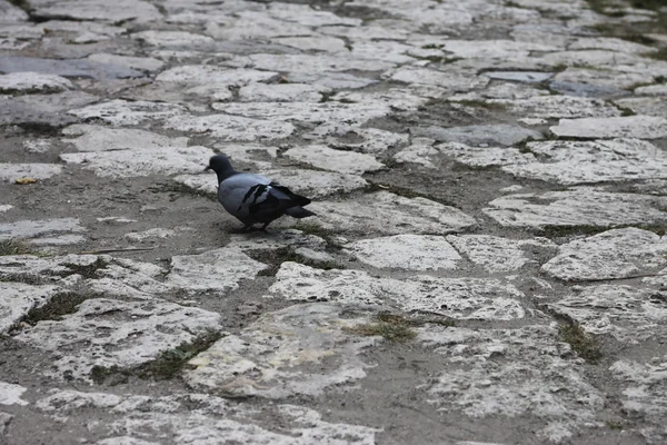Серый голубь идет по каменной дороге — стоковое фото