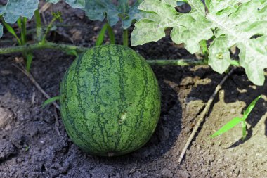 karpuz kavun yeşil sahada