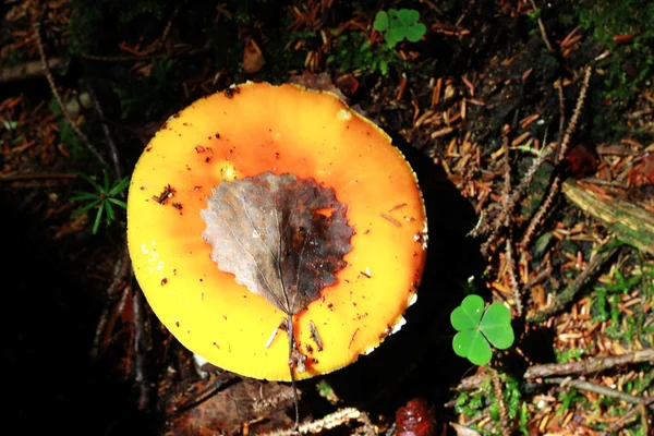 Červená otrávená houba rostoucí v letním lese — Stock fotografie