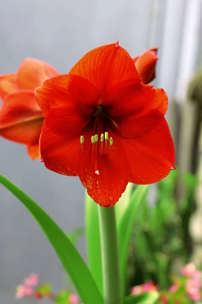 Blühende rote Amarilis und Wassertropfen nach Regen — Stockfoto