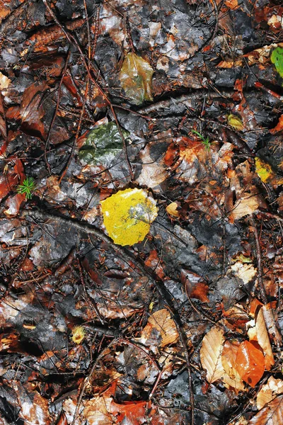 Hojas amarillas de otoño caídas en el suelo —  Fotos de Stock