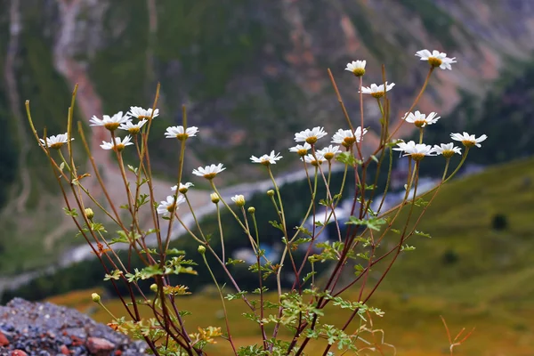 Paisaje de montaña del Cáucaso y matorral de manzanillas — Foto de Stock