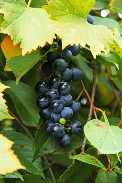 Czarny winogron kiść gotowe do zbioru — Zdjęcie stockowe