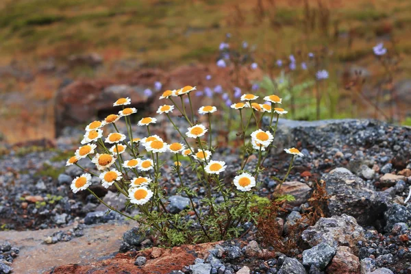 Kaukasus bergslandskap och bush av camomiles — Stockfoto